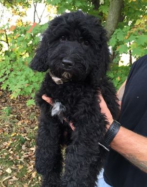 Black Australian Labradoodle