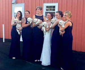 English Labrador Puppies for Sale