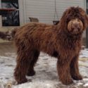 Walnut Lane Farm’s Larkin (Hazel) – RETIRED