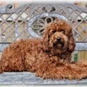 Aussie Labradoodle’s Rudy 2 Shoes – RETIRED