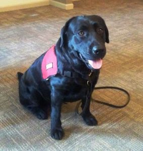 Black English Lab Service Dog