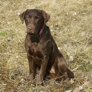 Labrador Service Dogs