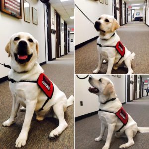 English Labrador Puppies \u0026 Service Dogs 