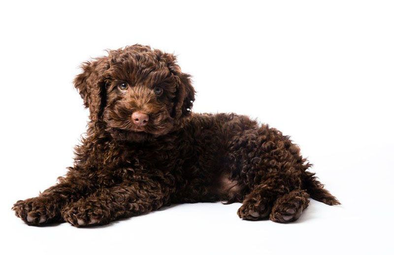 Brown Labradoodle