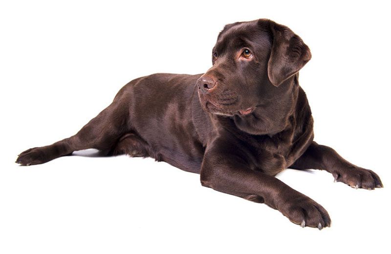 Brown Labrador