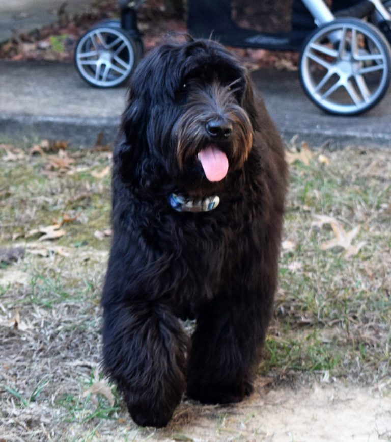 Meadow Park's Fancy Pants RETIRED Meadow Park Labradoodles