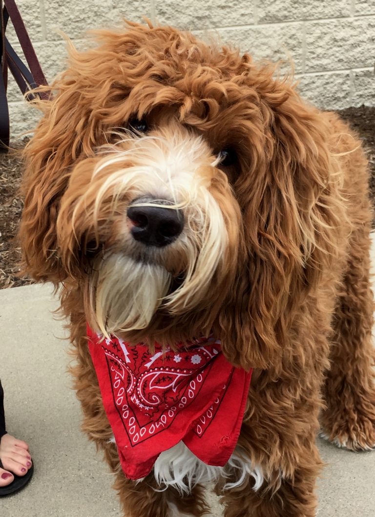 Labradoodle Puppies & Service Dogs For Sale in Indiana Meadow Park