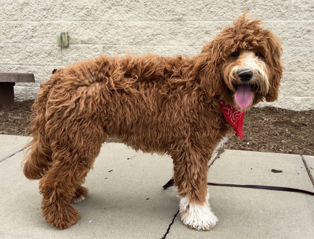 Meadow Park's Pop Quiz Meadow Park Labradoodles