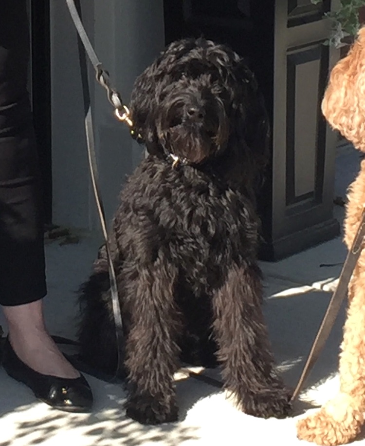 Labradoodle Puppies & Service Dogs For Sale in Indiana Meadow Park