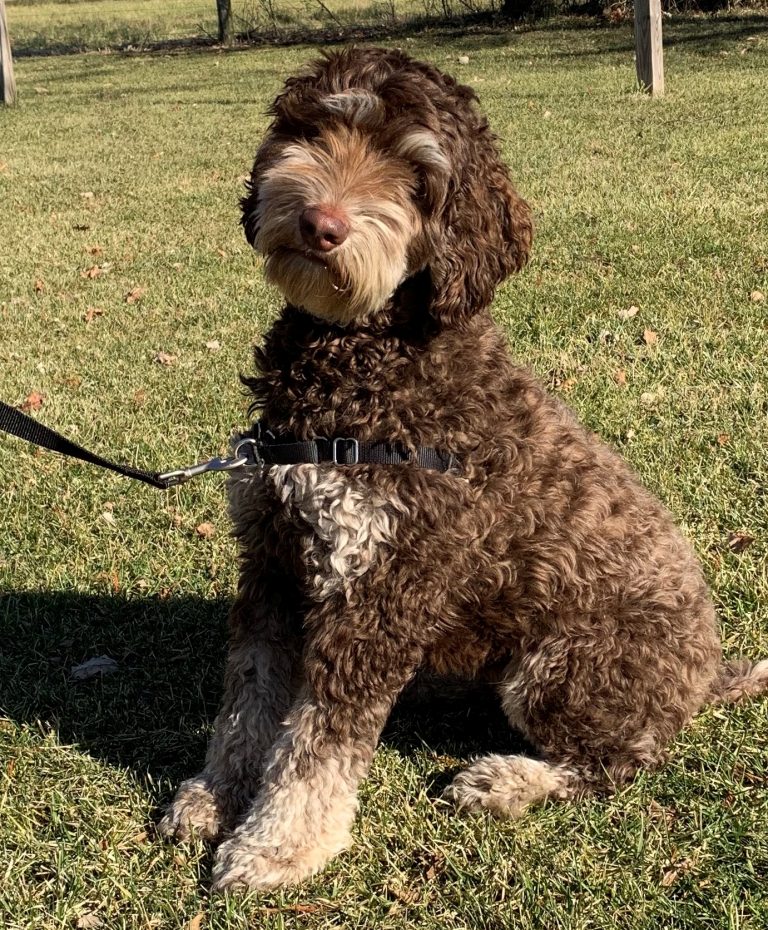 Labradoodle Puppies & Service Dogs For Sale in Indiana Meadow Park