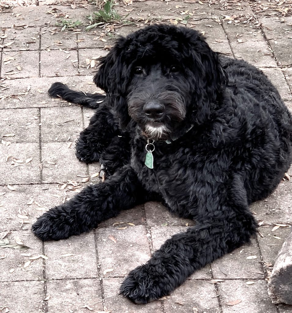 Labradoodle Puppies & Service Dogs For Sale in Indiana Meadow Park