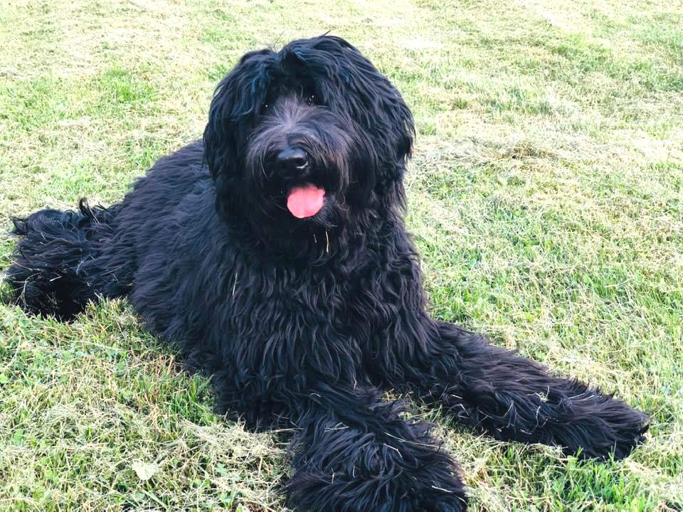 Labradoodle Puppies & Service Dogs For Sale in Indiana Meadow Park