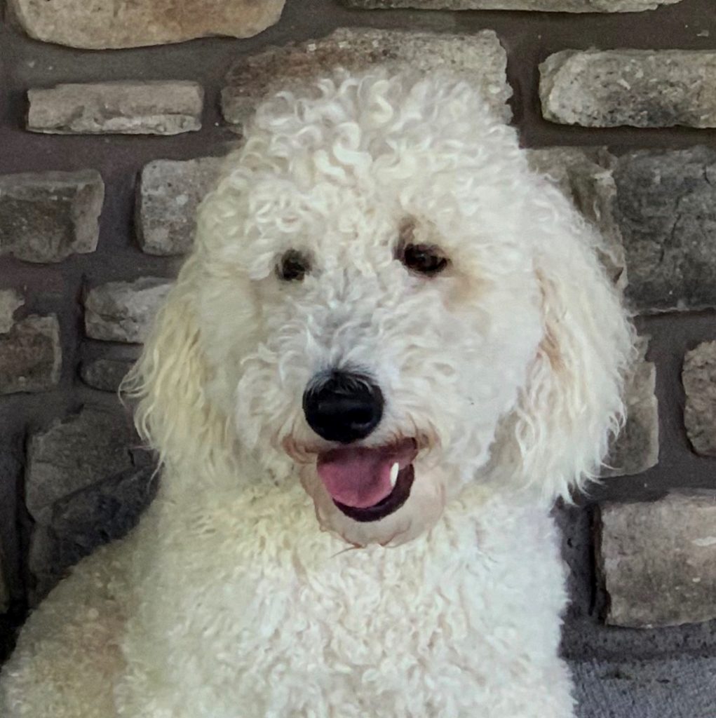 Labradoodle Puppies & Service Dogs For Sale in Indiana Meadow Park
