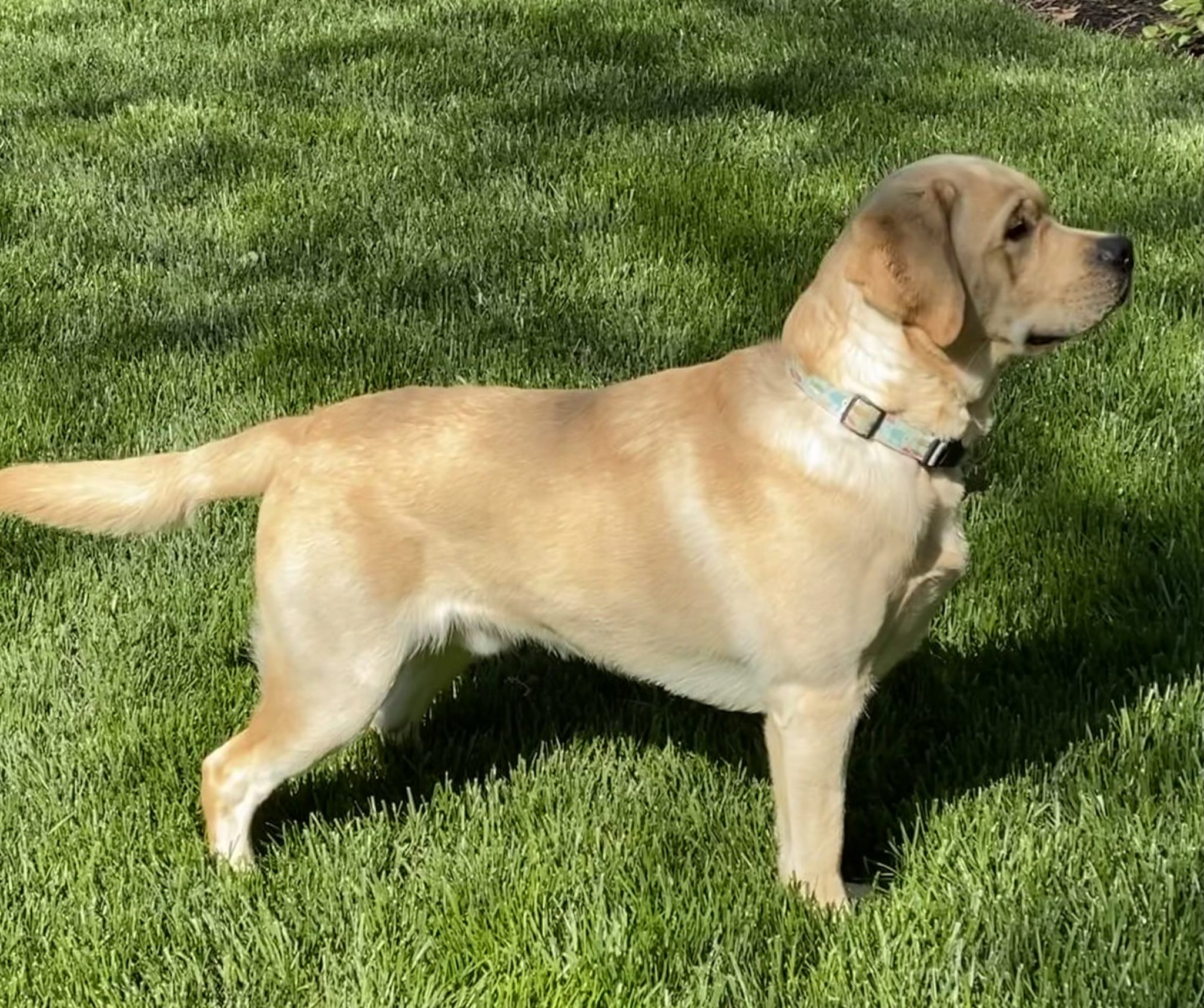 English Labrador Puppies & Service Dogs For Sale in Indiana Meadow