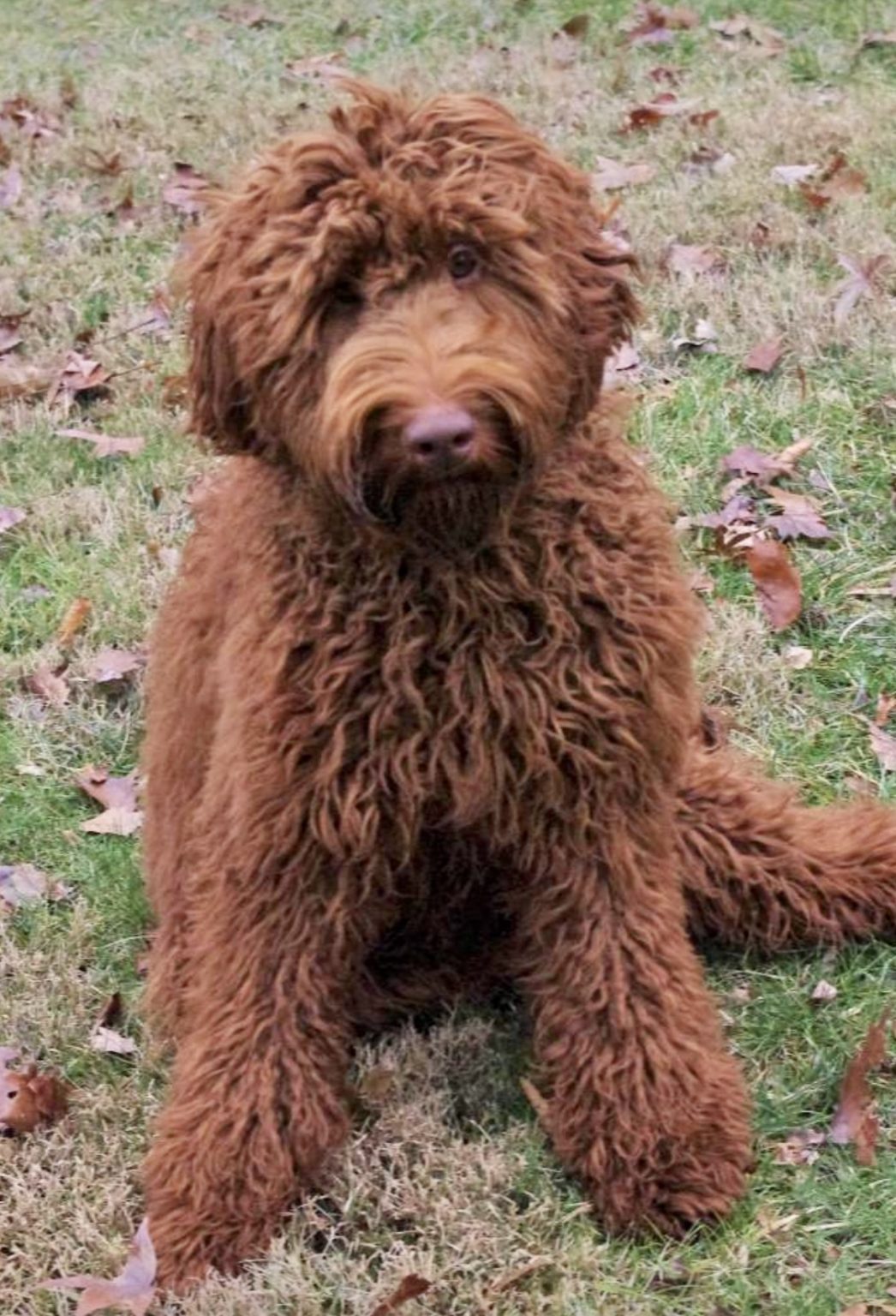 Labradoodle Puppies & Service Dogs For Sale in Indiana Meadow Park