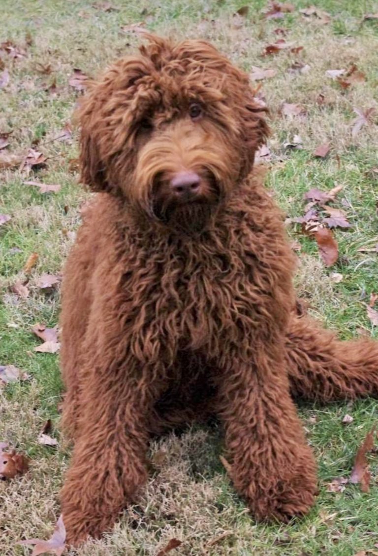 Labradoodle Puppies & Service Dogs For Sale in Indiana Meadow Park