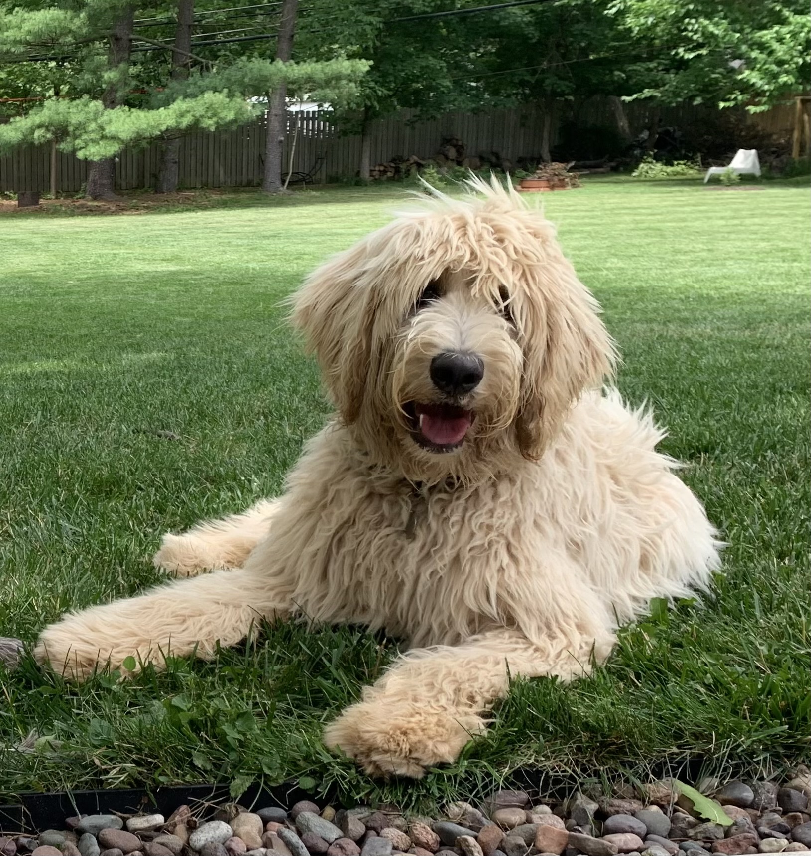 Labradoodle Puppies & Service Dogs For Sale in Indiana Meadow Park