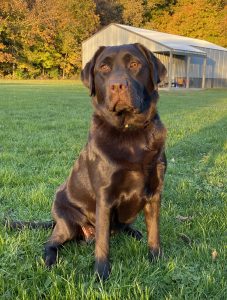 English Labrador Gertie