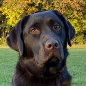 Meadow Park’s Golden Hour Gertie at Sunset Haven (Gertie)