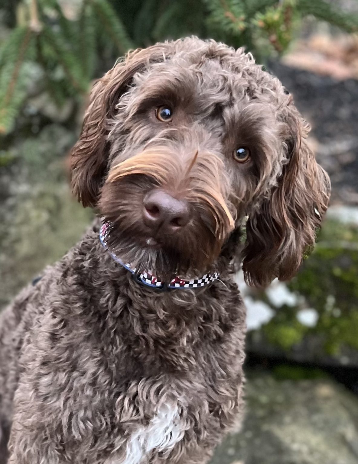 Labradoodle Puppies & Service Dogs For Sale in Indiana Meadow Park
