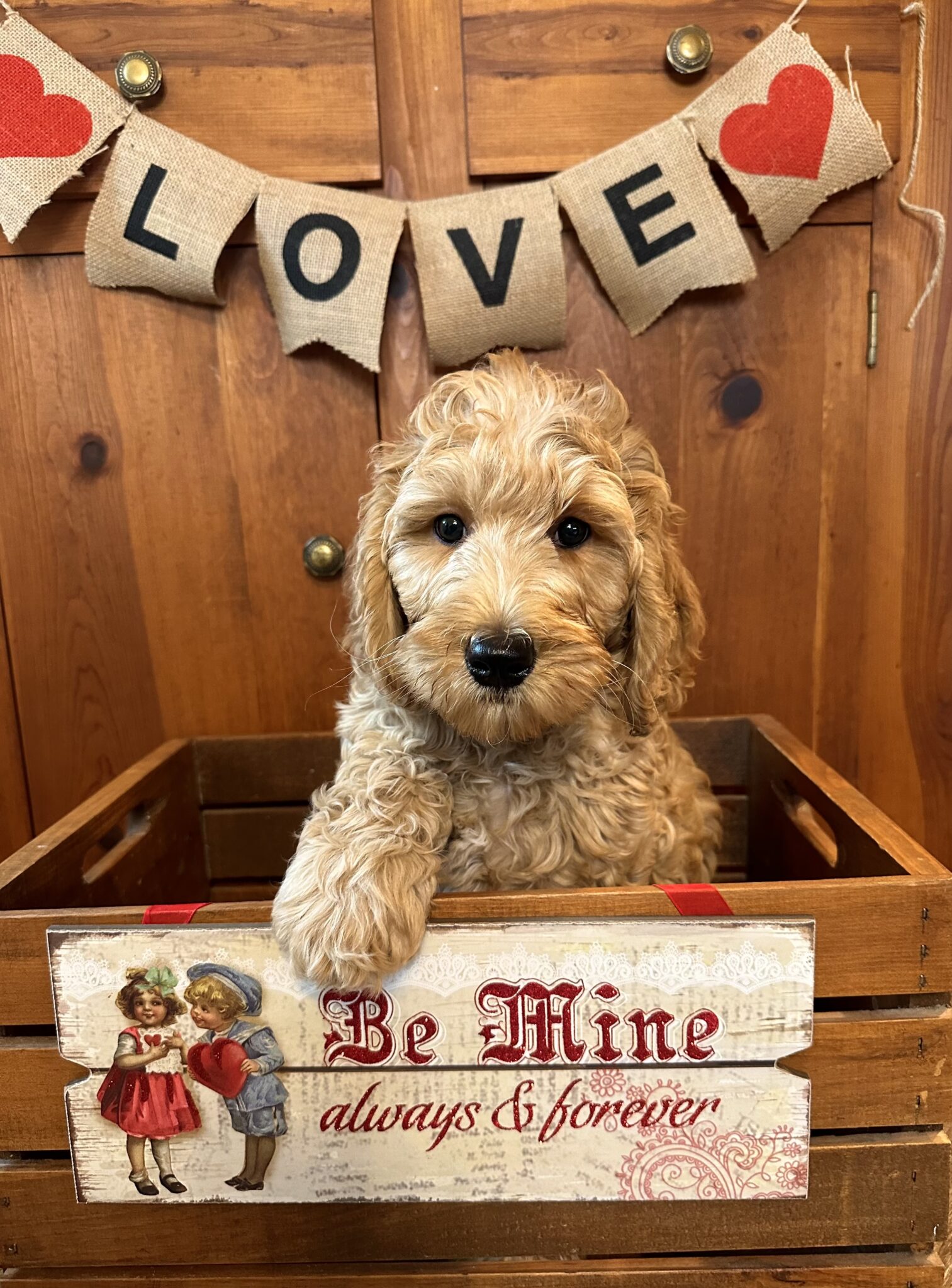 Labradoodle Puppies & Service Dogs For Sale in Indiana Meadow Park