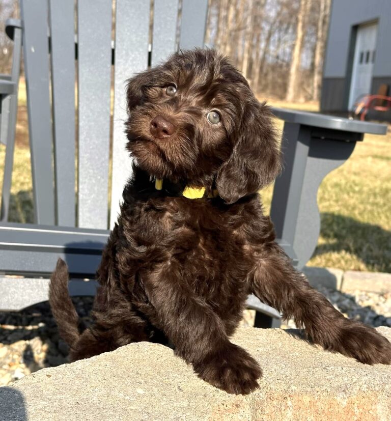 Labradoodle Puppies & Service Dogs For Sale in Indiana Meadow Park