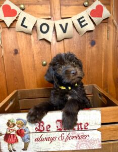 Australian Labradoodle puppy Sable