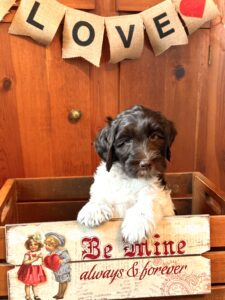 Australian Labradoodle puppy Sage