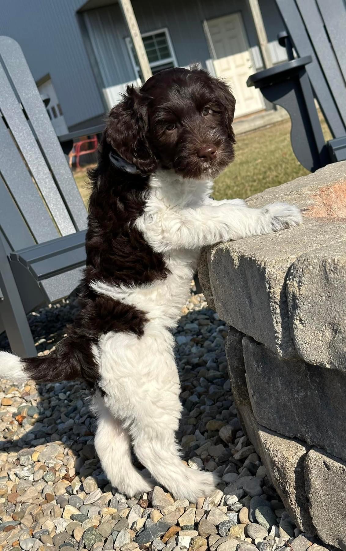 Labradoodle Puppies & Service Dogs For Sale in Indiana Meadow Park