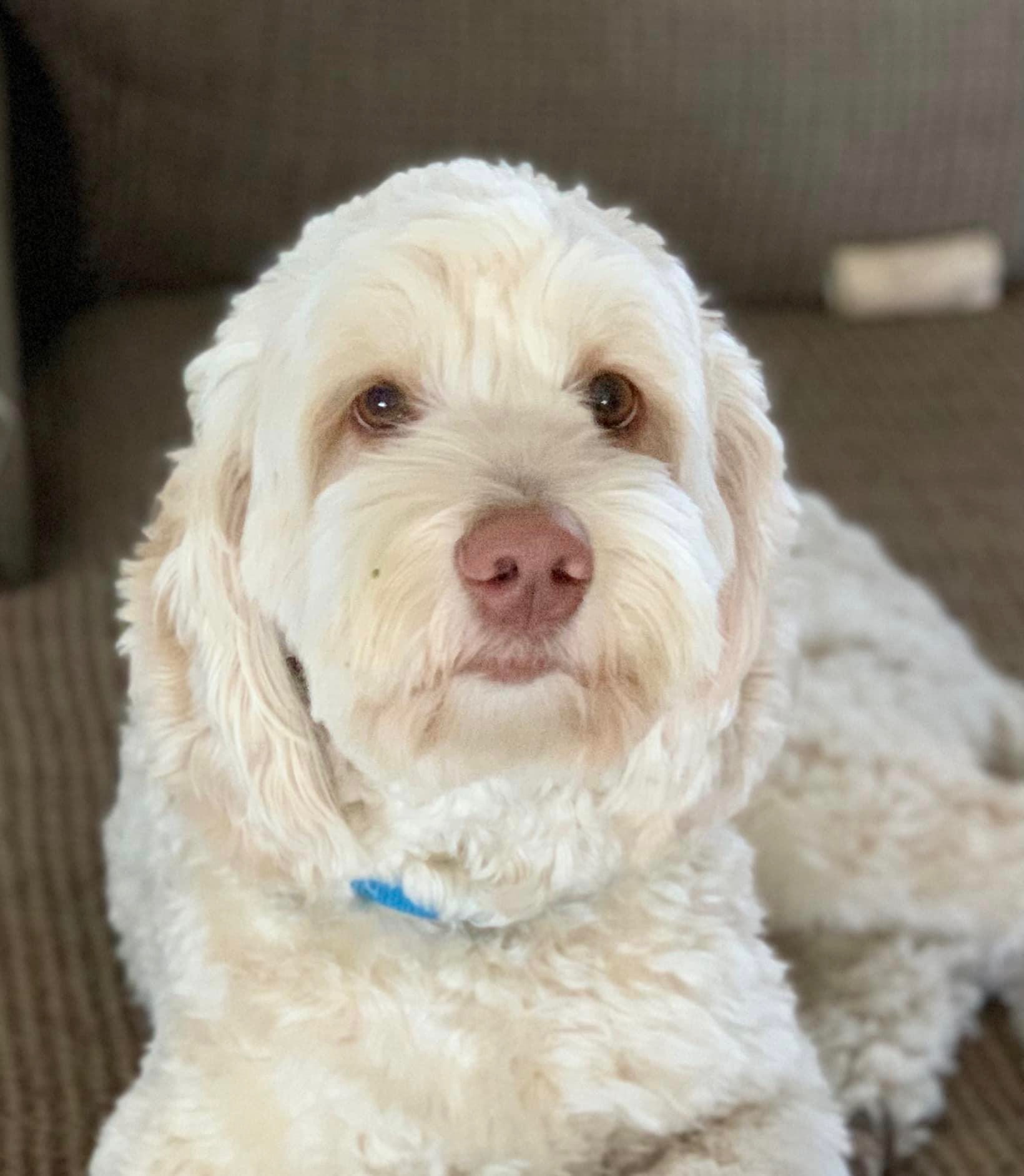 Labradoodle Puppies & Service Dogs For Sale in Indiana Meadow Park