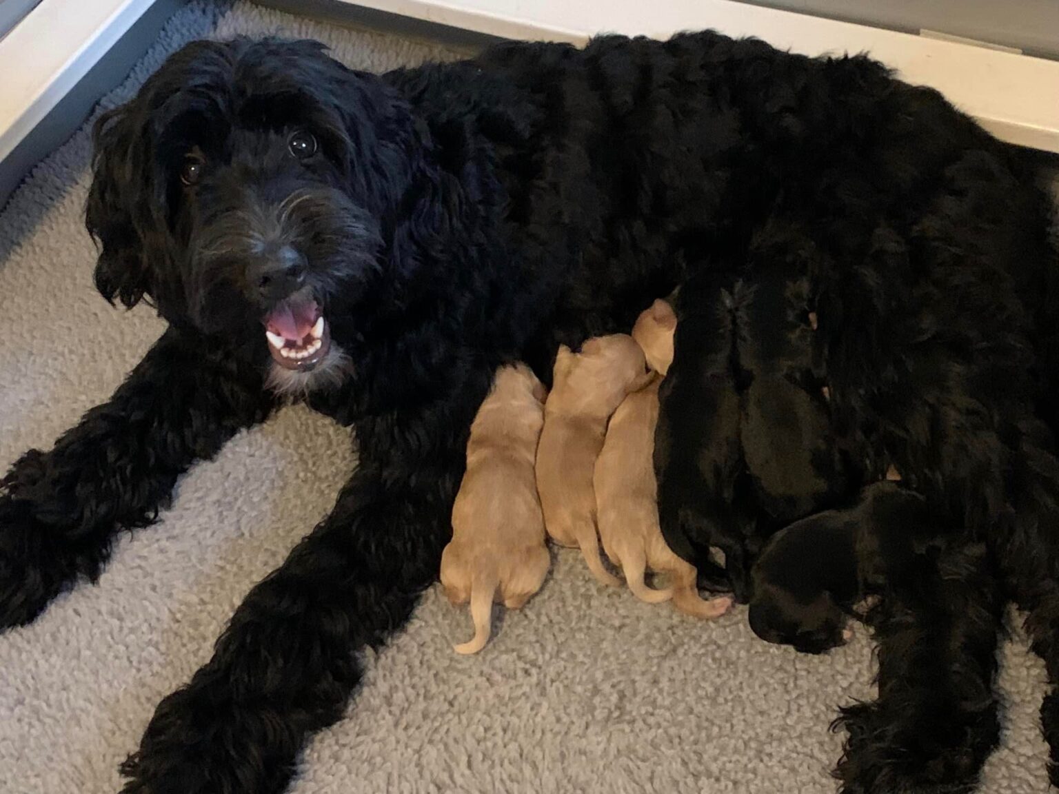 Labradoodle Puppies & Service Dogs For Sale in Indiana Meadow Park