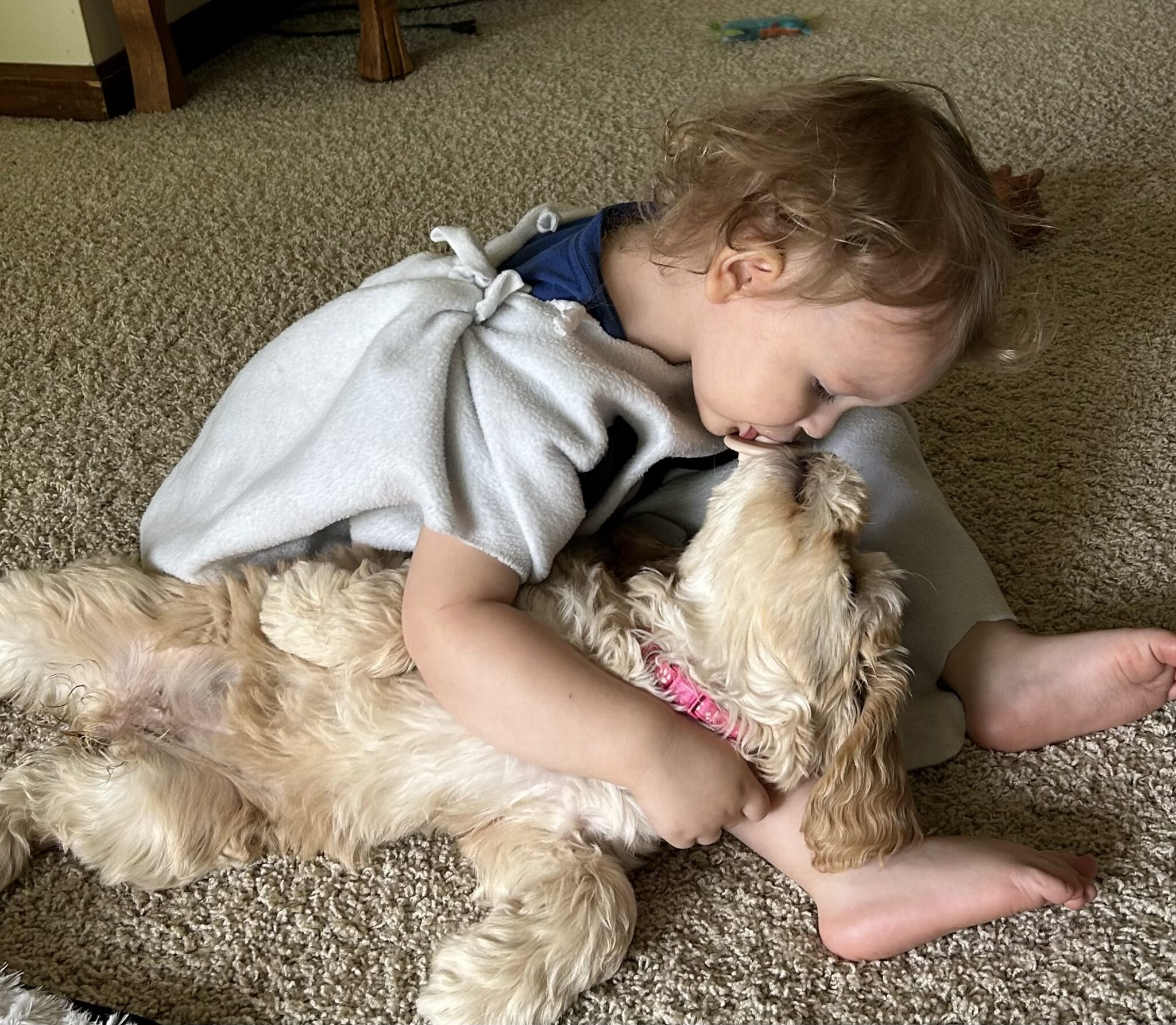 Trained Labradoodles & Therapy Dogs for Sale at Meadow Park Labradoodles