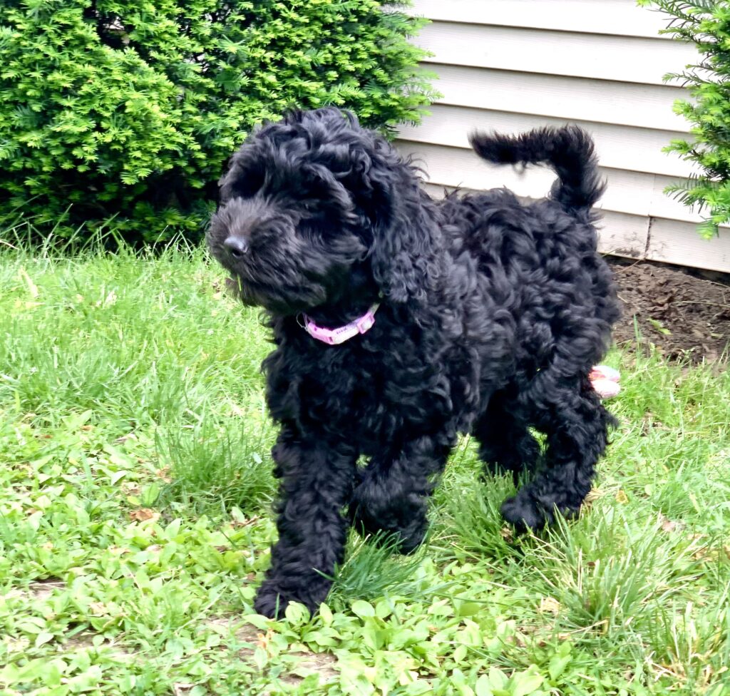 Labradoodle Puppies & Service Dogs For Sale in Indiana Meadow Park