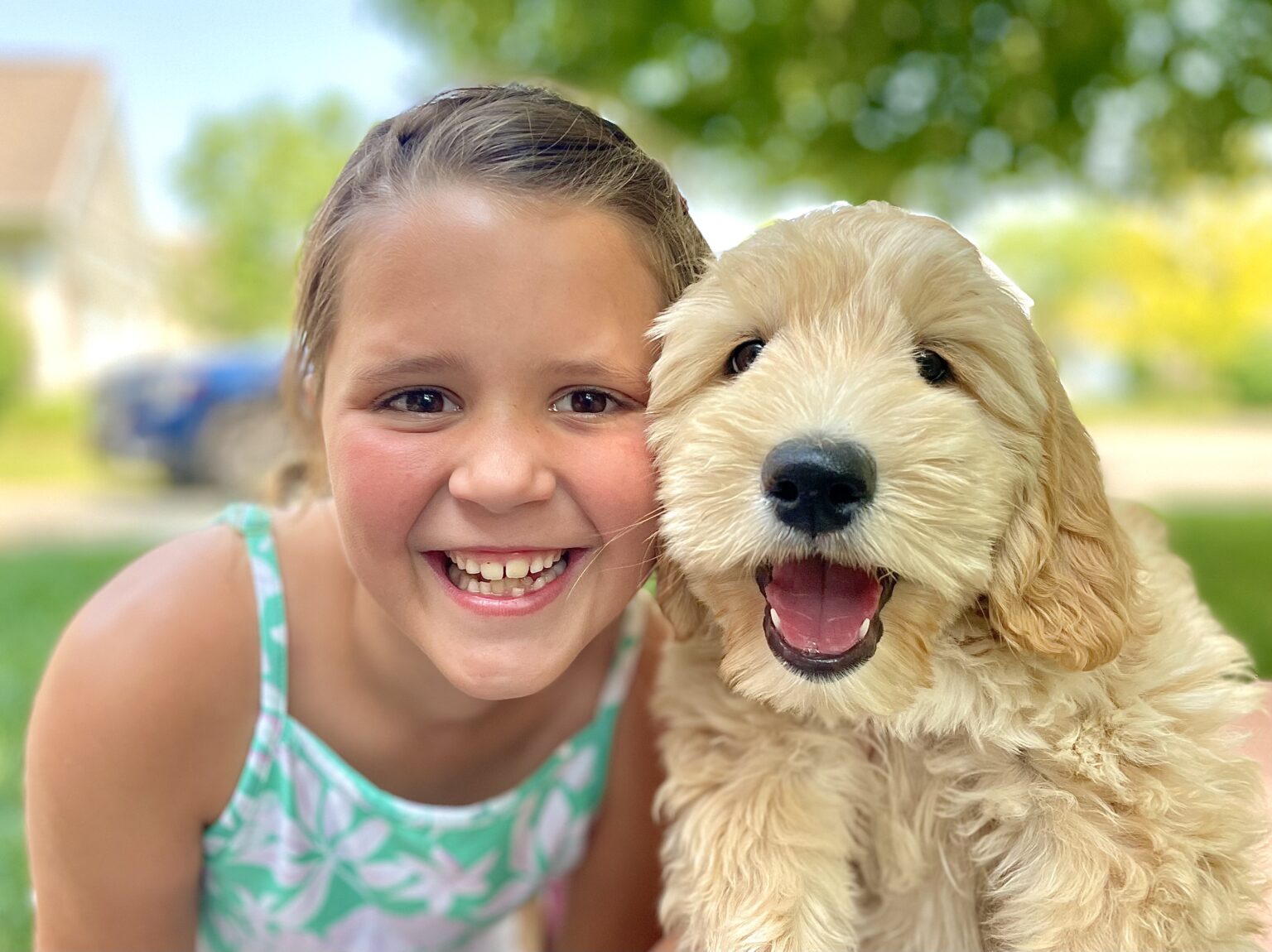 Trained Labradoodles & Therapy Dogs for Sale at Meadow Park Labradoodles