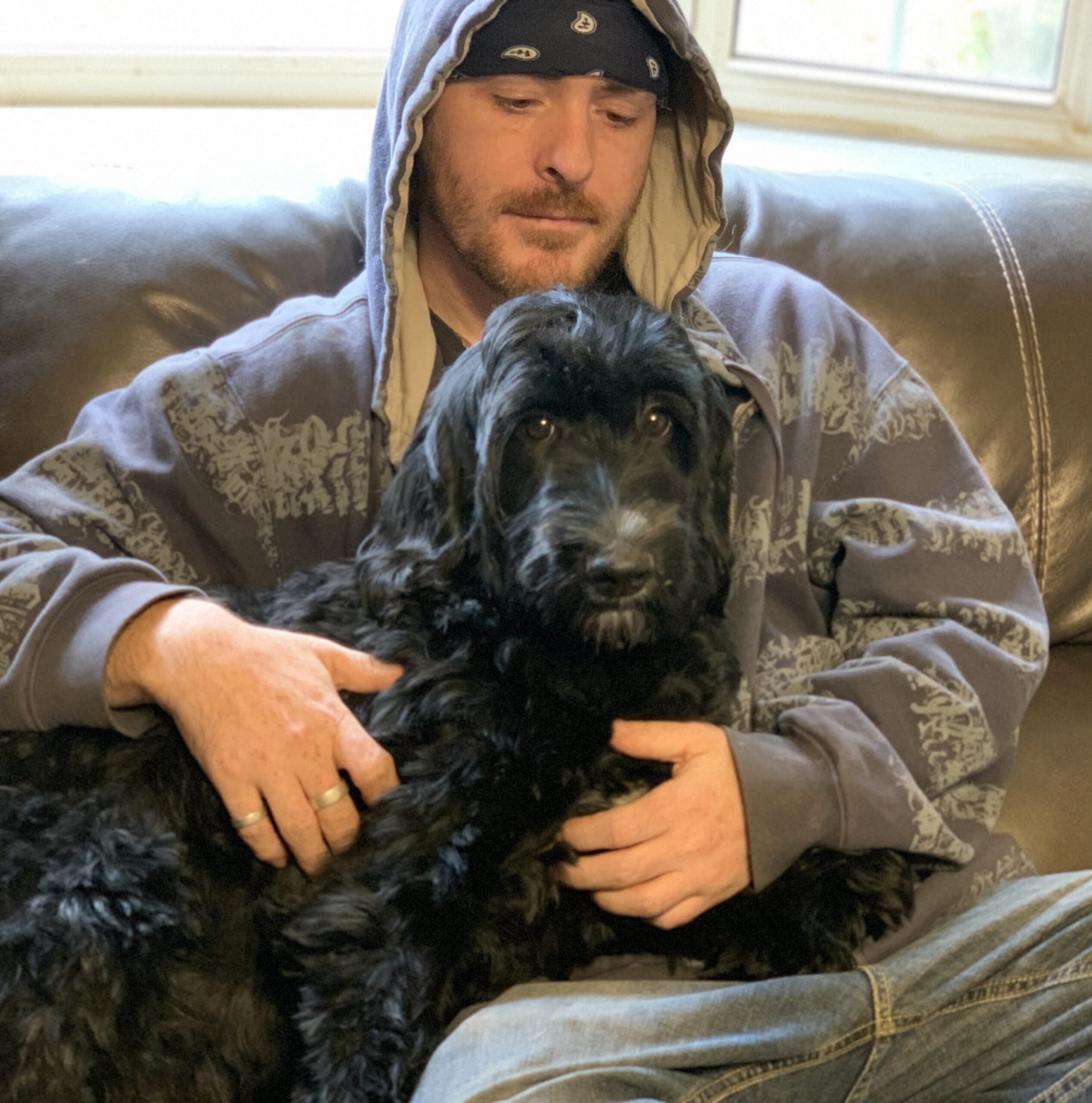 Trained Labradoodles & Therapy Dogs for Sale at Meadow Park