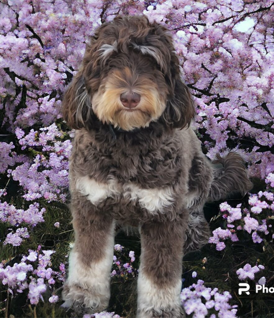 Labradoodle Puppies & Service Dogs For Sale in Indiana Meadow Park