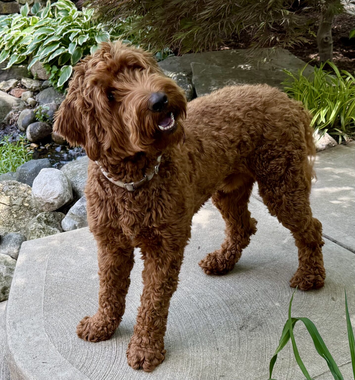Labradoodle Puppies & Service Dogs For Sale in Indiana Meadow Park